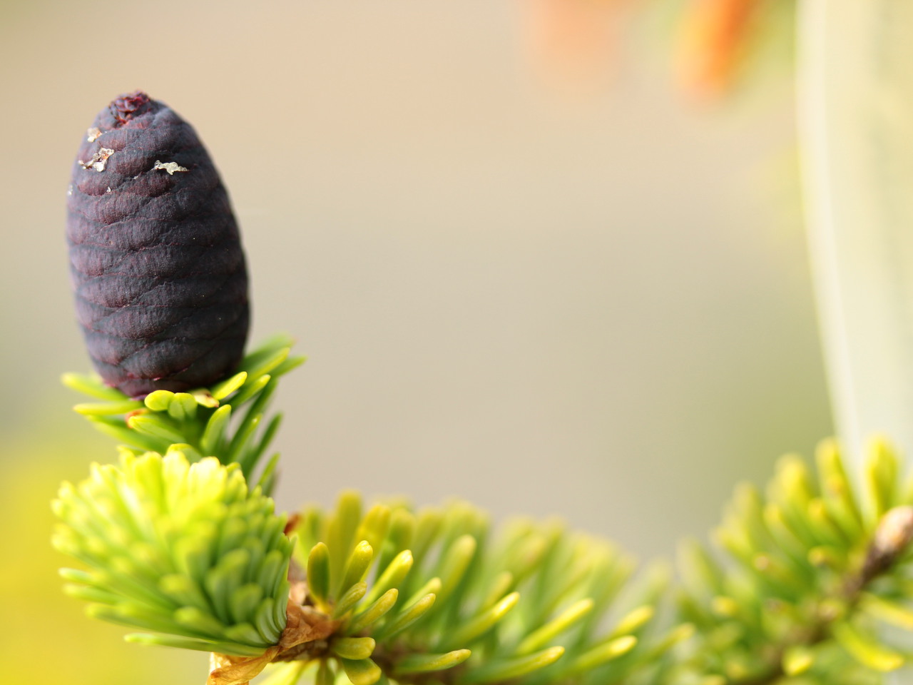 Abies homolepis 